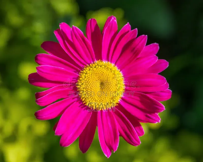 Pink Daisy Imported Seeds