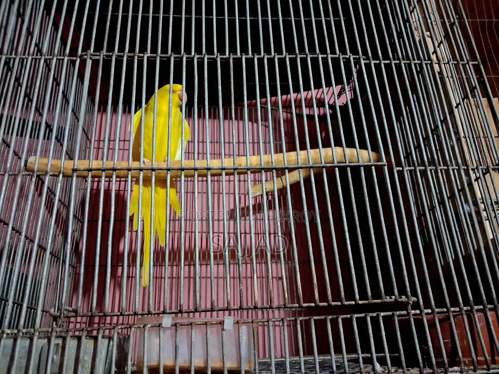 Lutino Ringneck