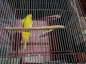 Lutino Ringneck