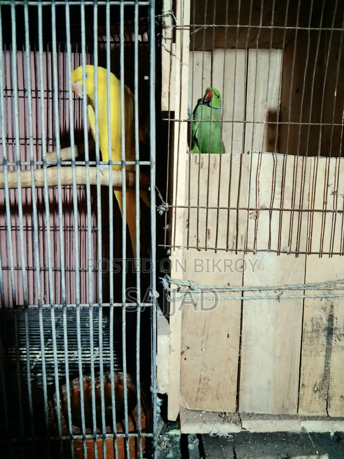 Lutino Ringneck