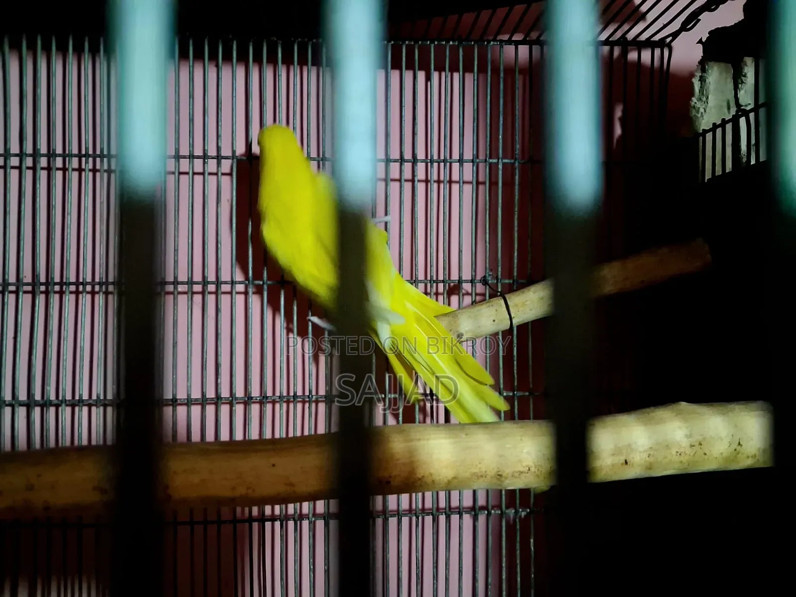 Lutino Ringneck