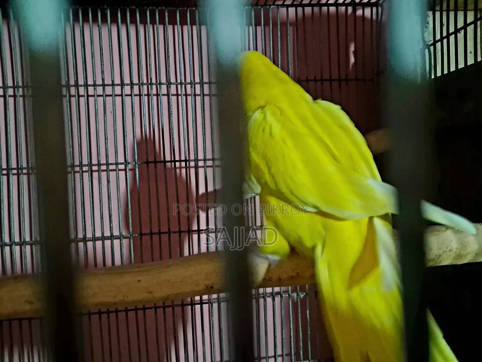 Lutino Ringneck