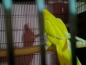 Lutino Ringneck
