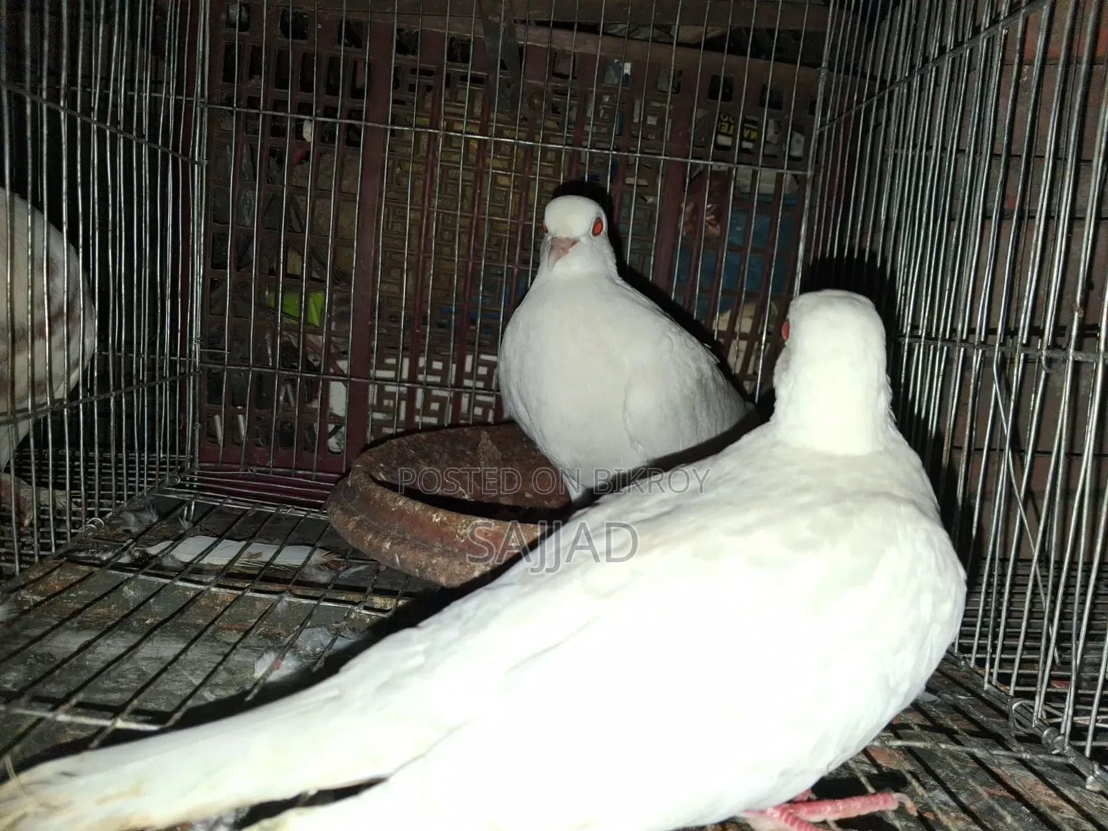 Dove Master Pair