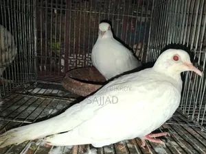 Dove Master Pair