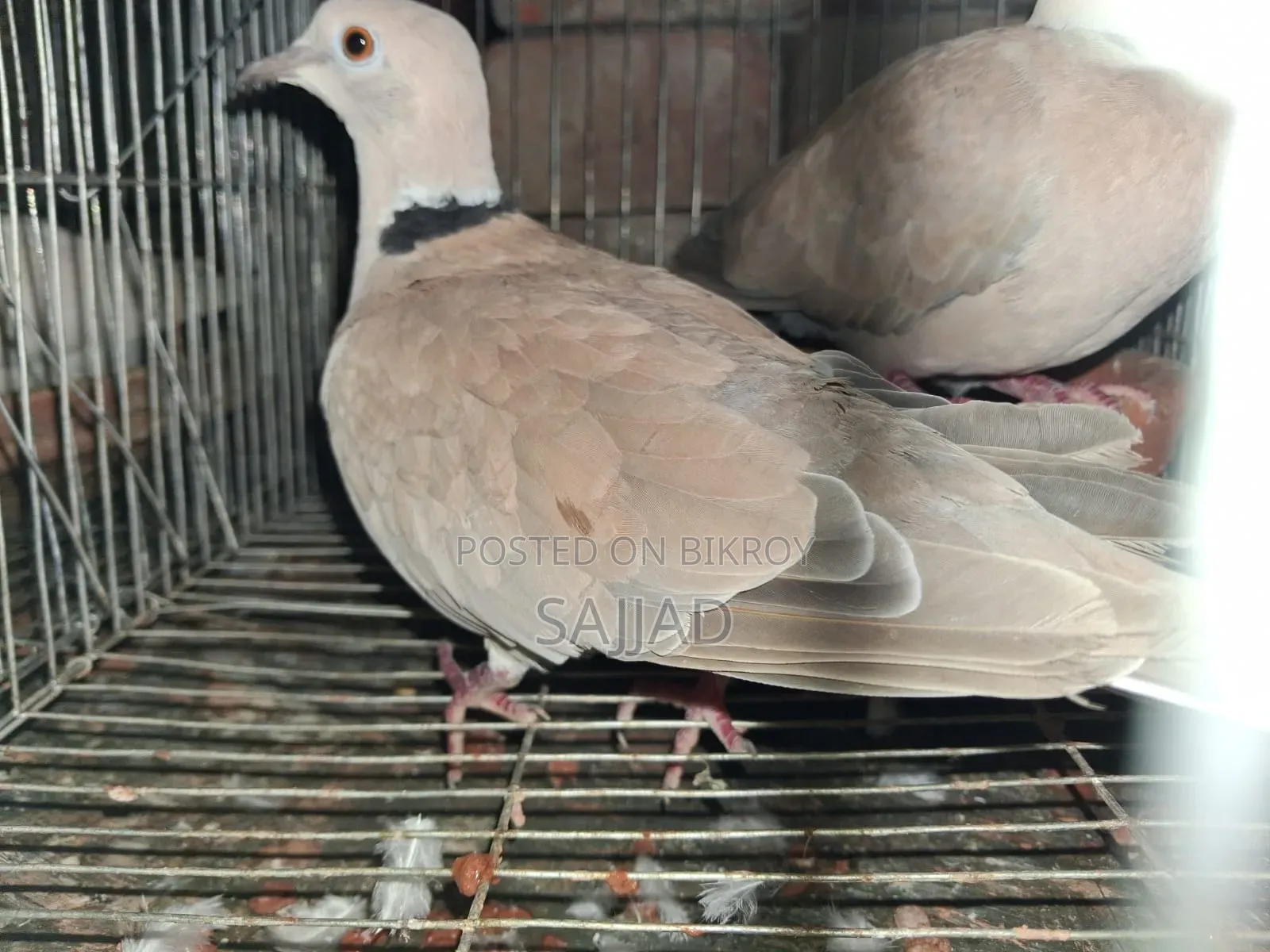 Dove Master Pair