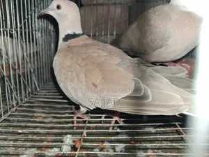 Dove Master Pair