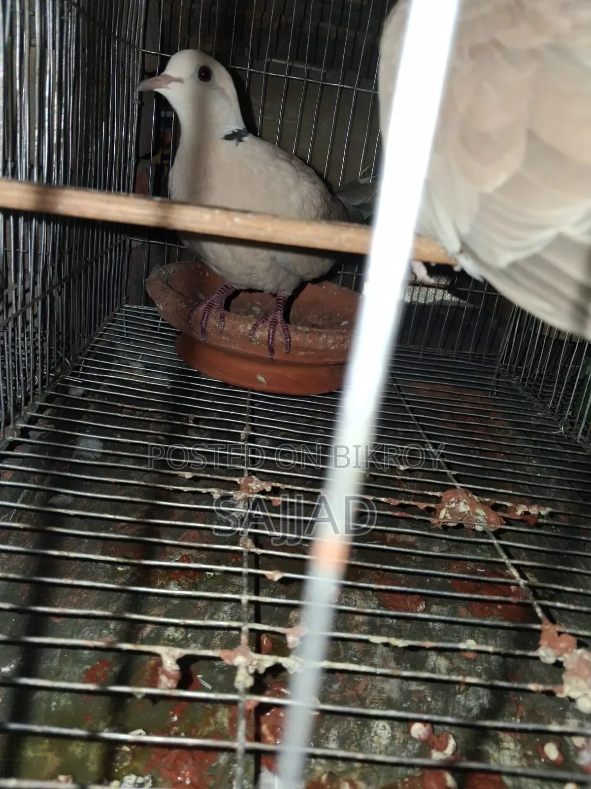 Dove Master Pair