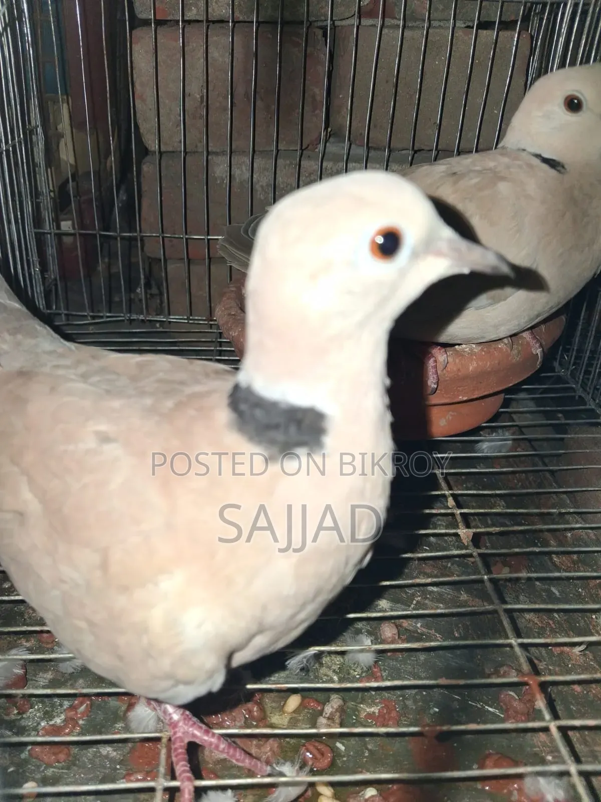 Dove Master Pair