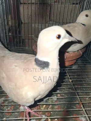 Dove Master Pair