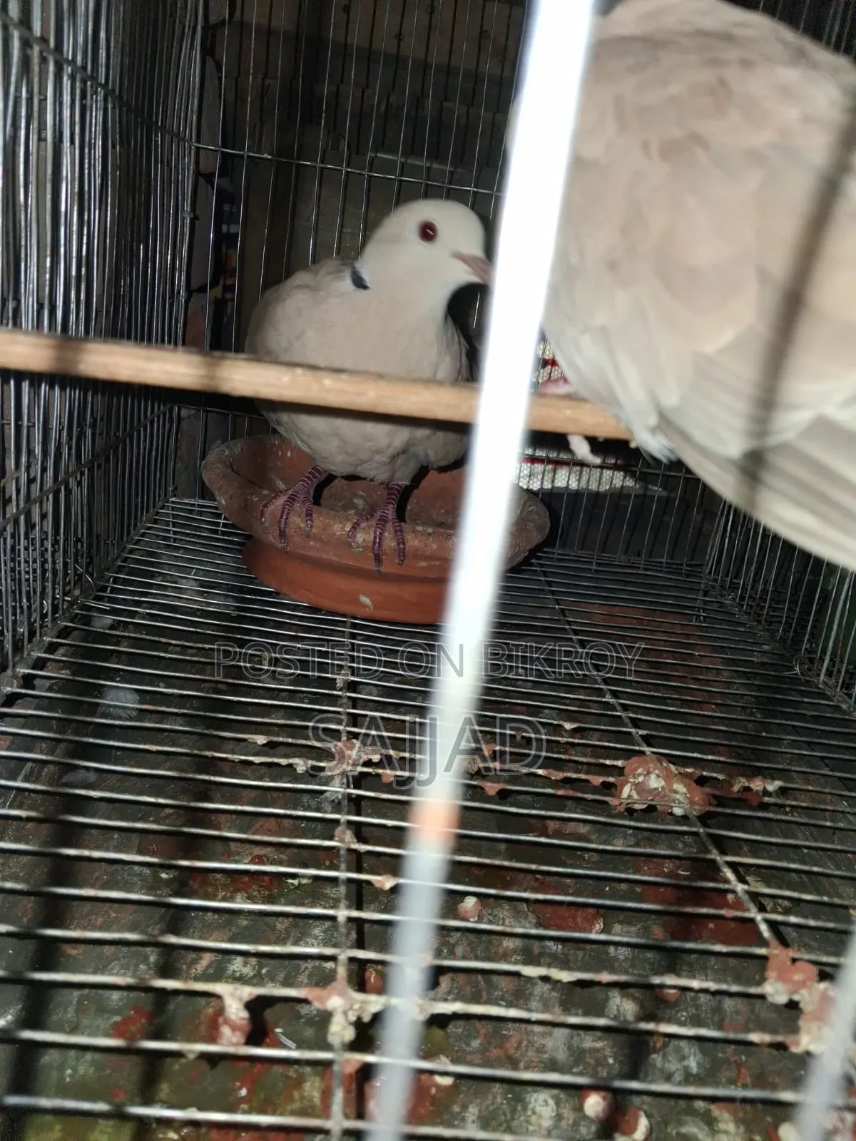 Dove Master Pair