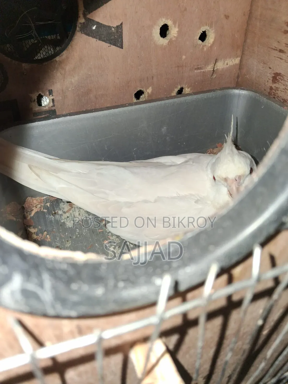 ককটেল মাস্টার পেয়ার