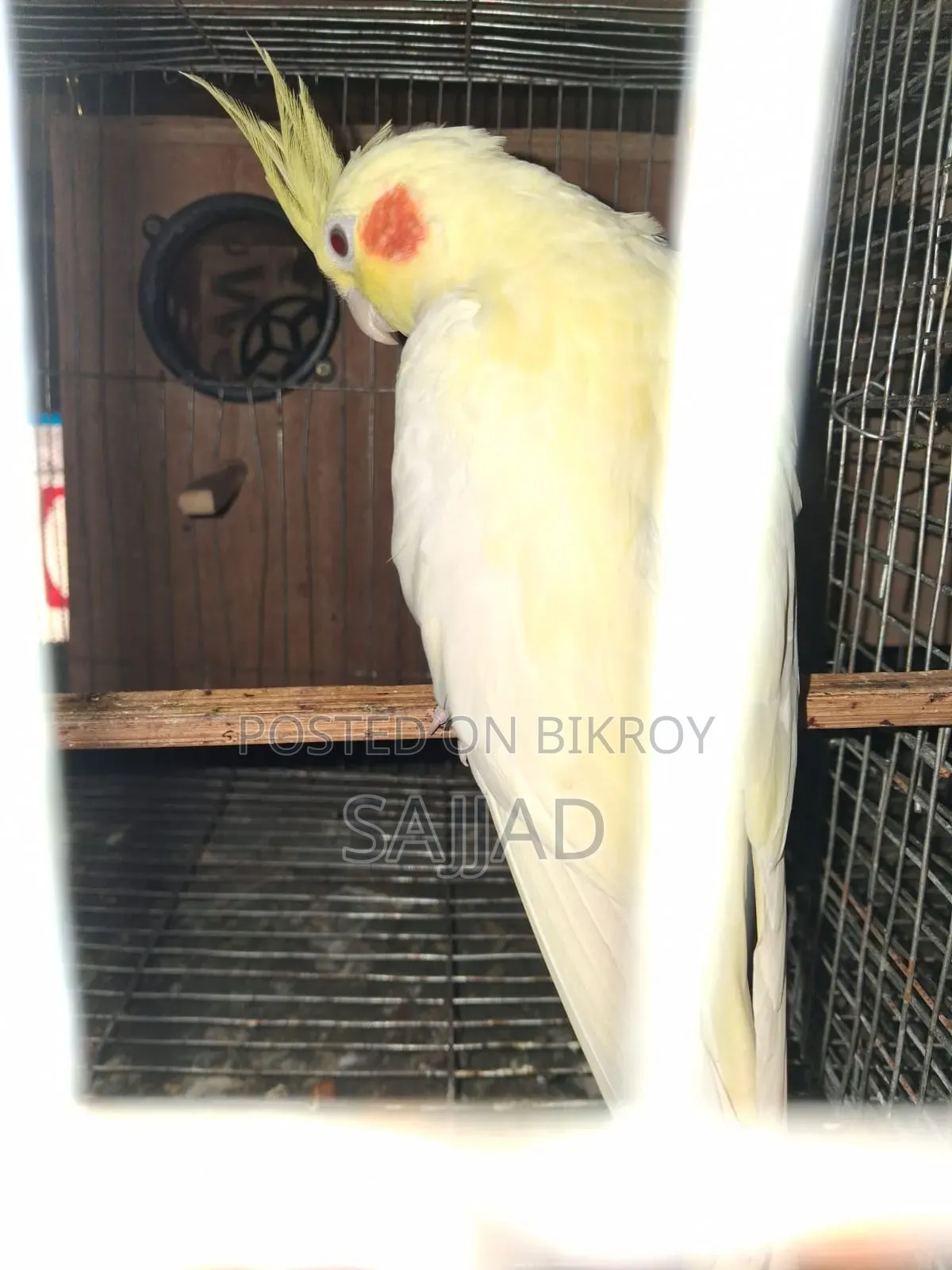 ককটেল মাস্টার পেয়ার