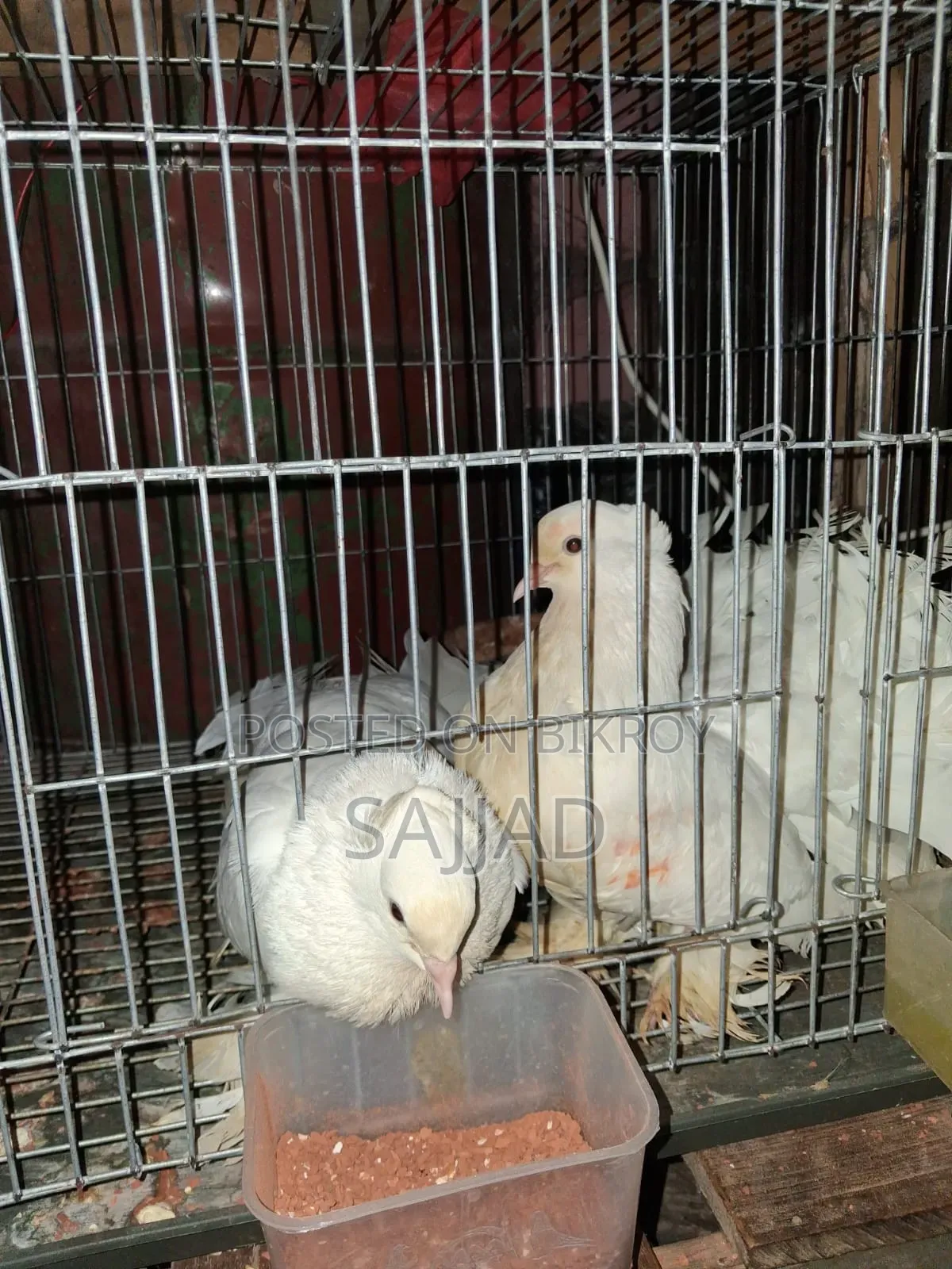 Lokka Pigeon
