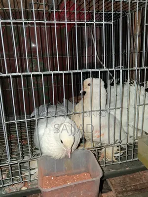 Lokka Pigeon