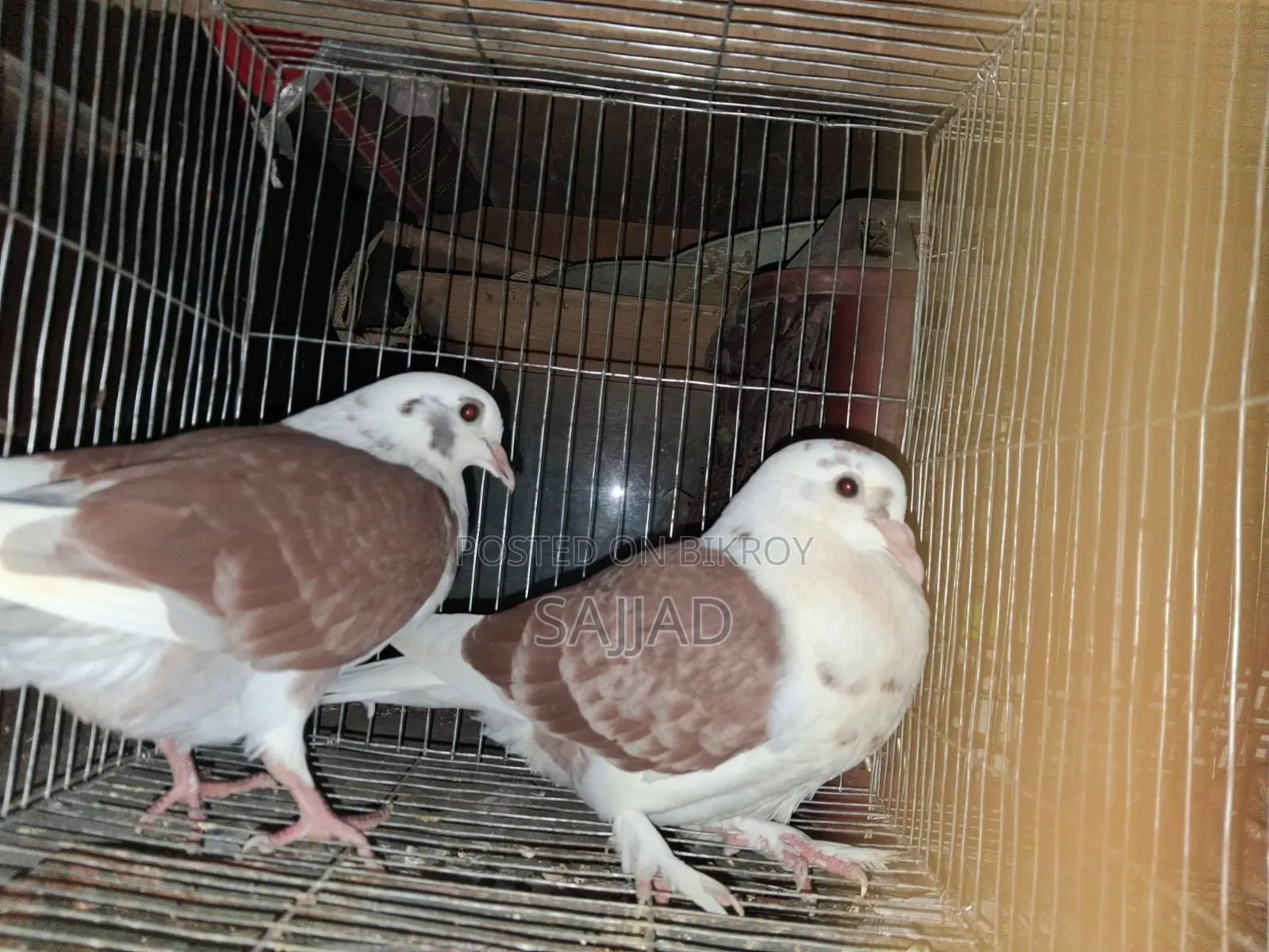 Lokka Pigeon