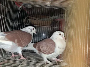 Lokka Pigeon