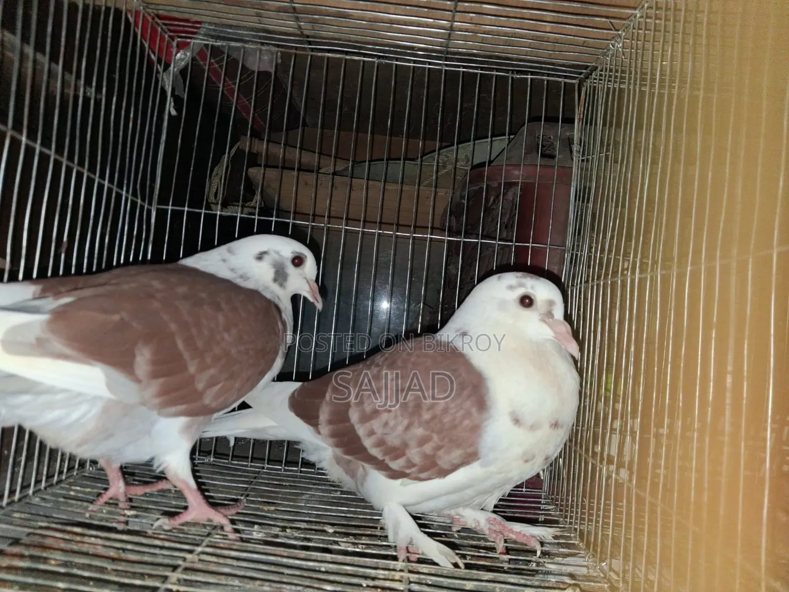 Lokka Pigeon