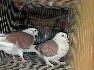 Lokka Pigeon