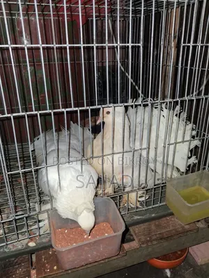 Lokka Pigeon