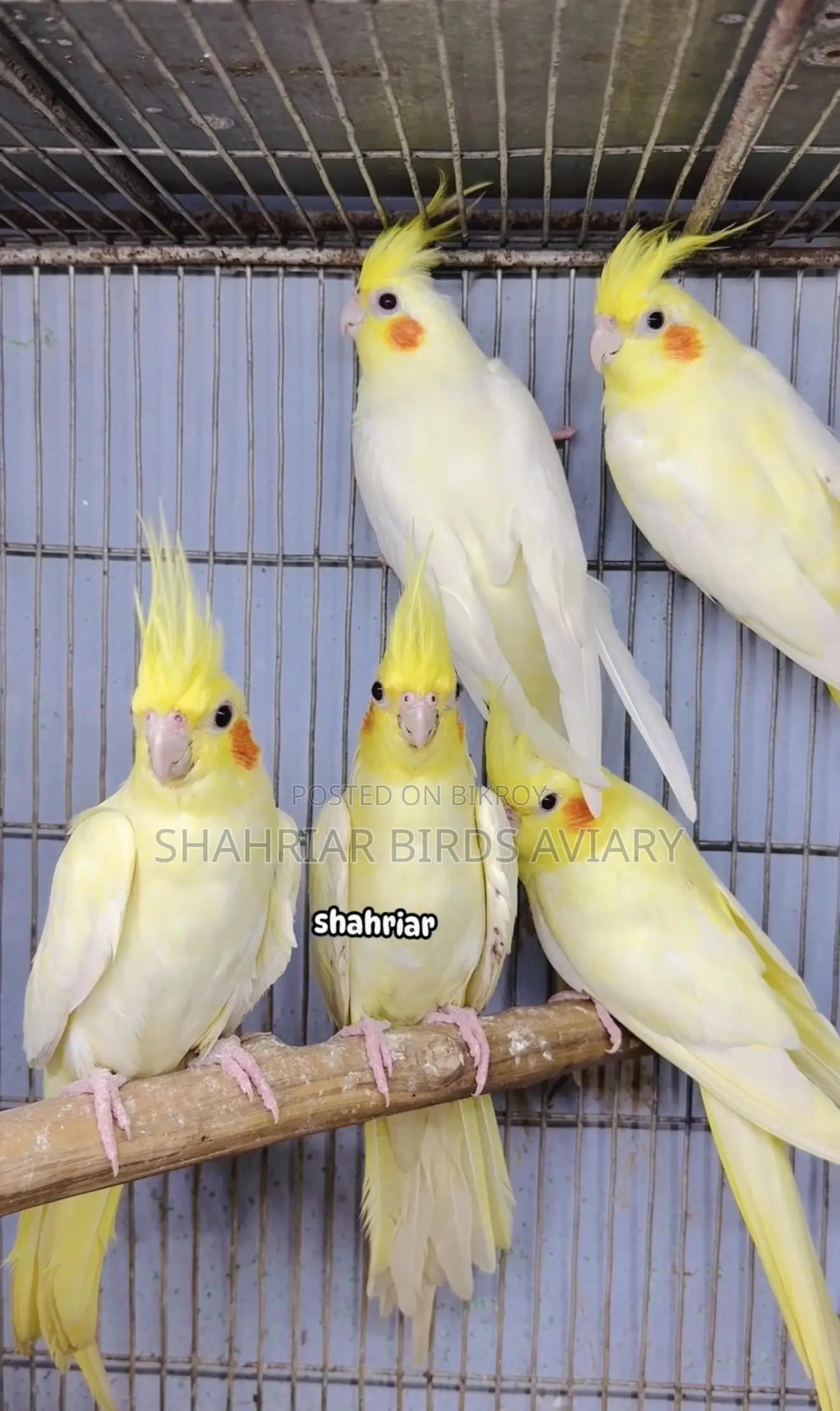 লোটিনো ককাটেইল পাখি
