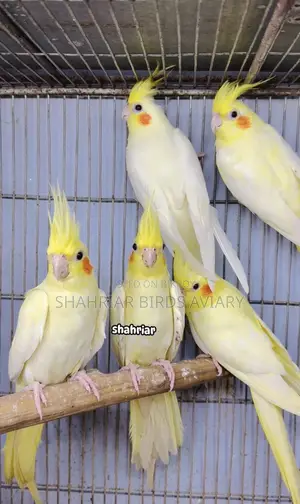 লোটিনো ককাটেইল পাখি