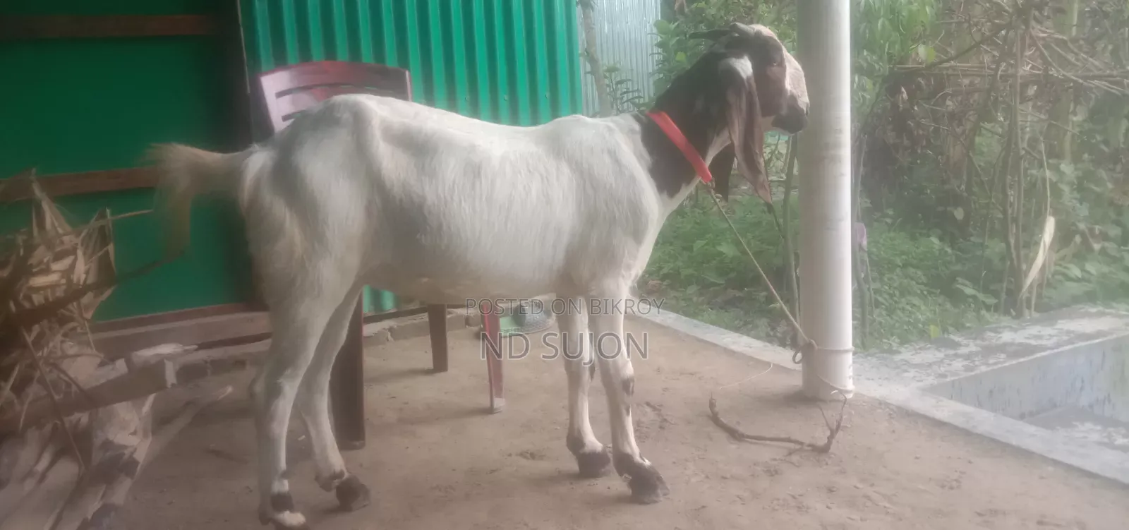 বড়ো জাতের খাশি দুই দাঁত