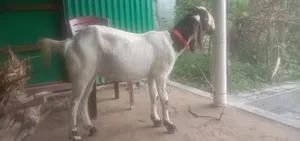 বড়ো জাতের খাশি দুই দাঁত
