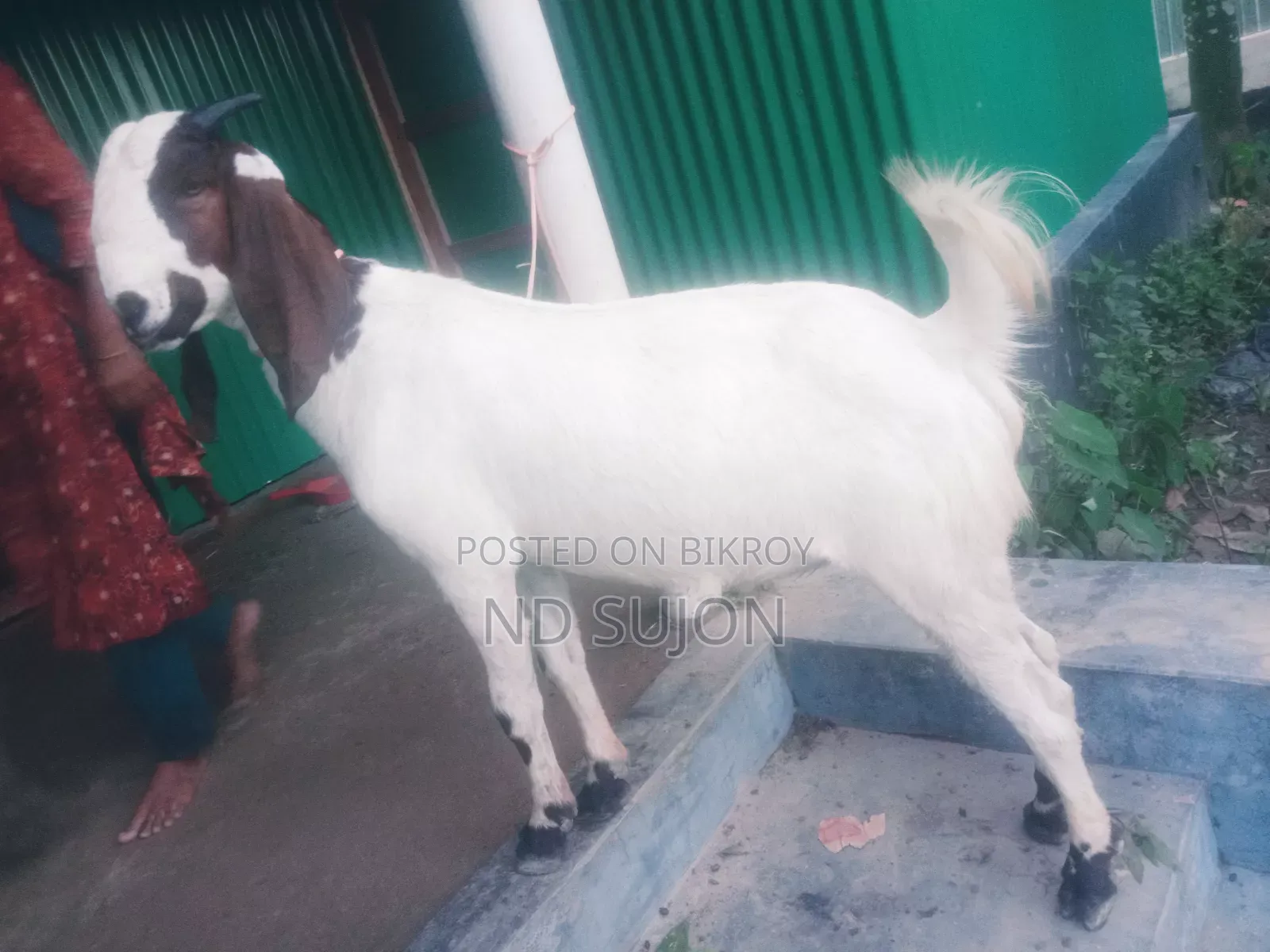 বড়ো জাতের খাশি দুই দাঁত