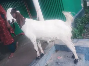 বড়ো জাতের খাশি দুই দাঁত