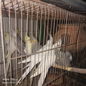 ৯ পিস ককাটিয়েল পাখি বিক্রির জন্য
