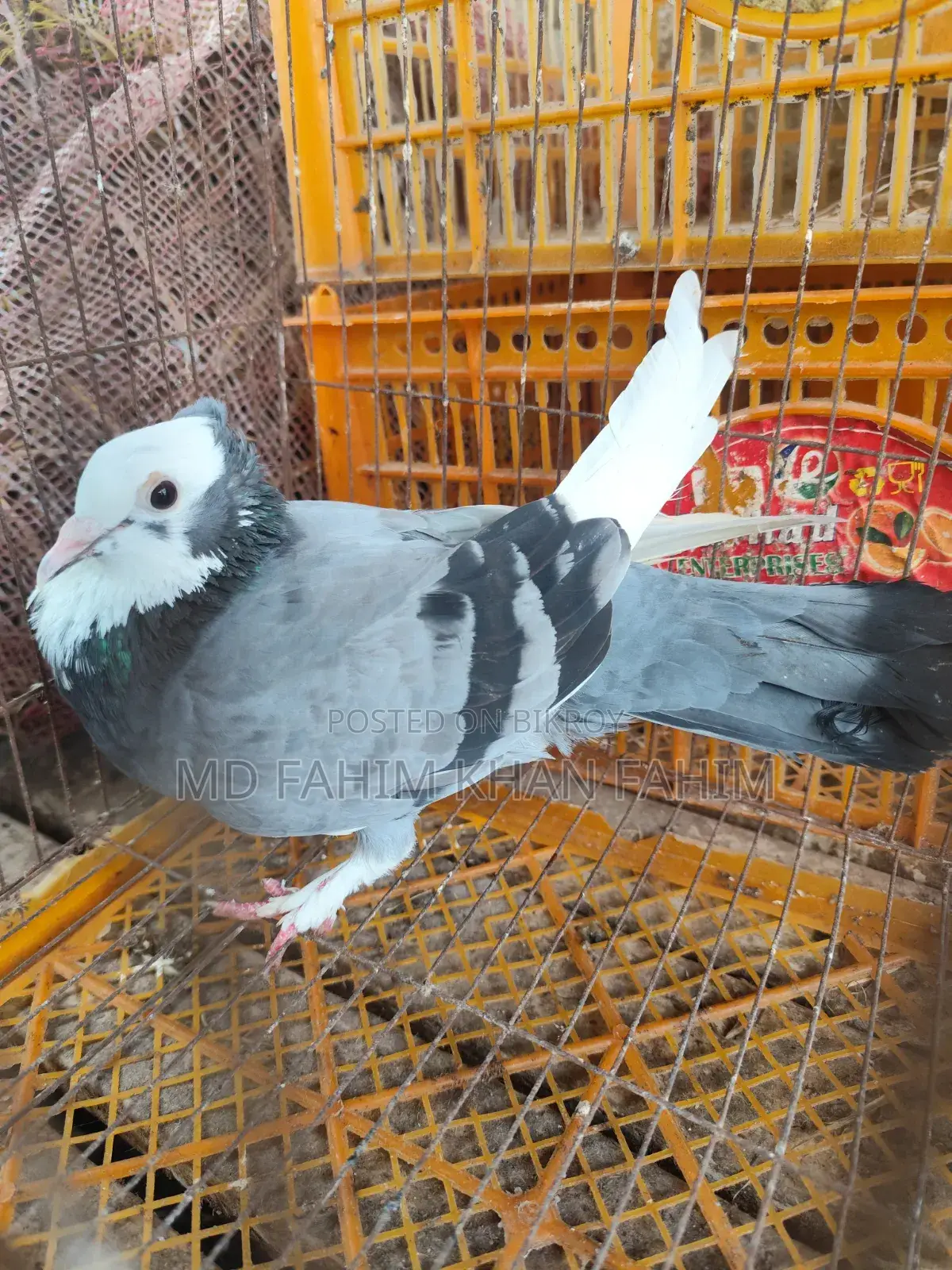Sky Blue Female Pigeon