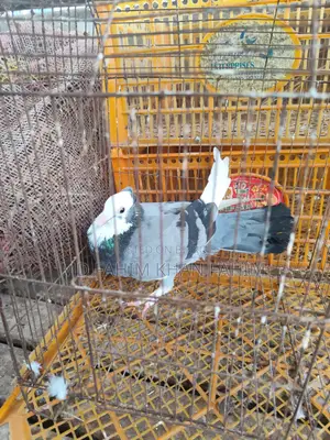 Sky Blue Female Pigeon