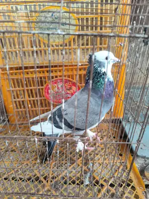 Sky Blue Female Pigeon