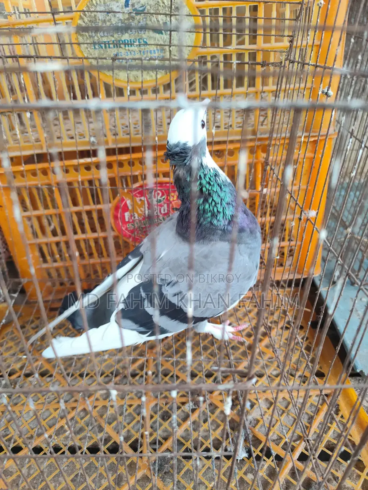 Sky Blue Female Pigeon