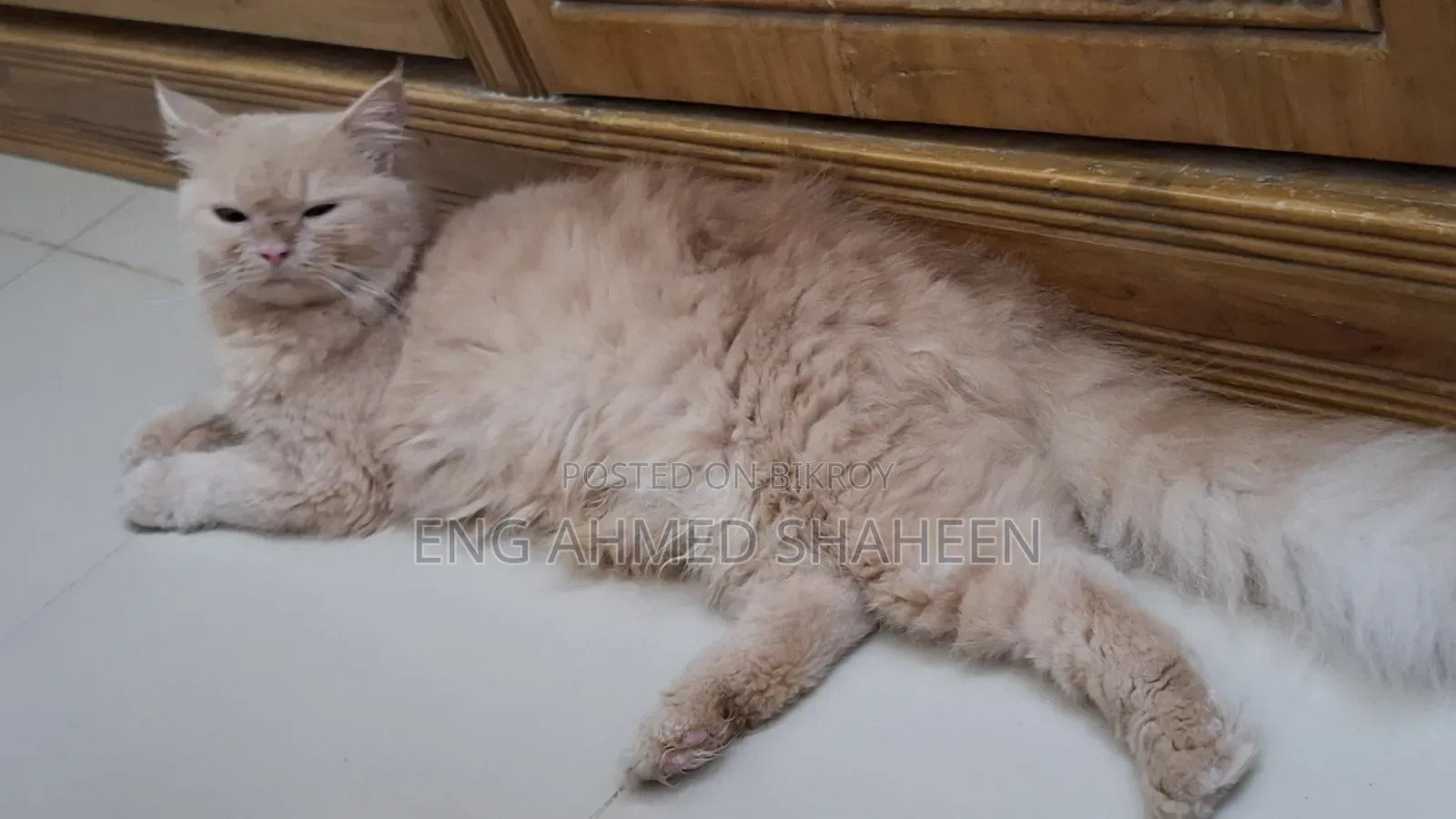1+ year Female Purebred Persian