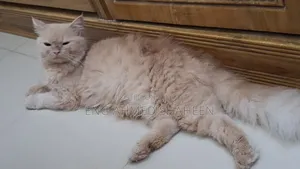 1+ year Female Purebred Persian