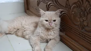 1+ year Female Purebred Persian