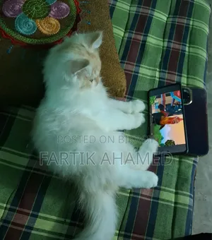 ৩-৬ মাসের ফিমেল মিক্সড ব্রিড পার্সিয়ান