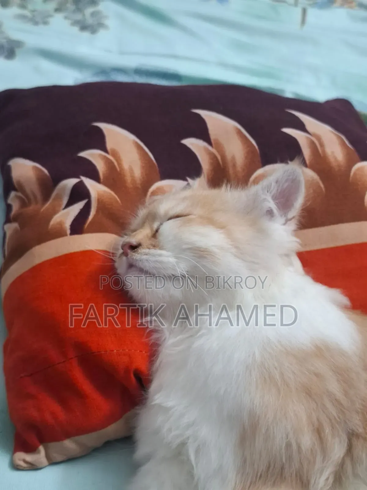 3-6 months Female Mixed Breed Persian