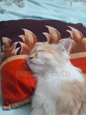 3-6 months Female Mixed Breed Persian