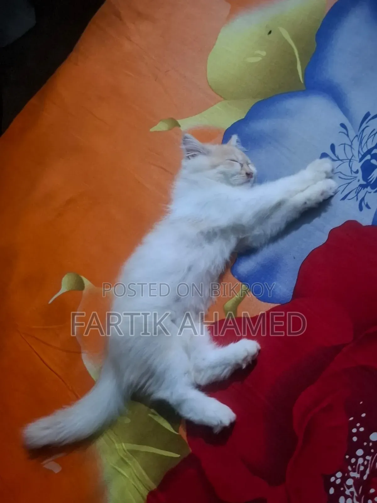 3-6 months Female Mixed Breed Persian