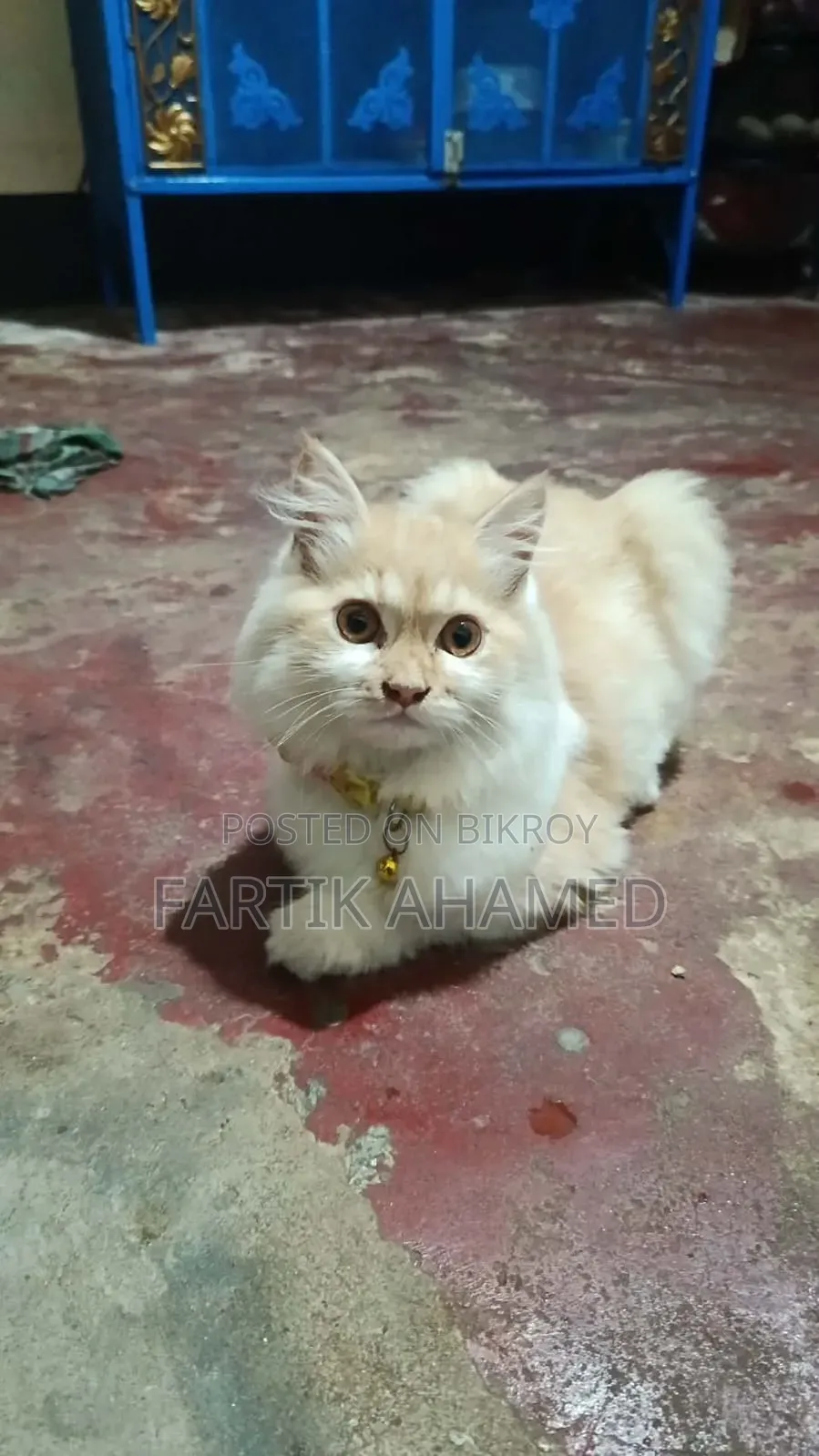 3-6 months Female Mixed Breed Persian