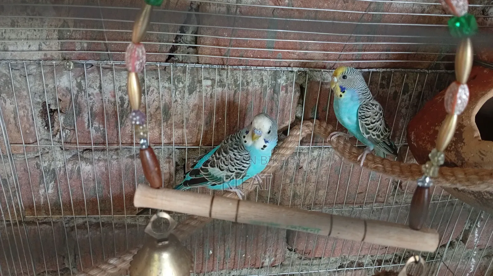 Budgie (Blue Pair)