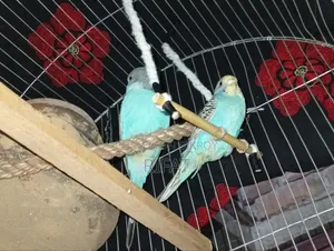 Budgie (Blue Pair)