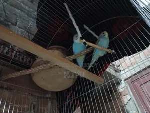 Budgie (Blue Pair)