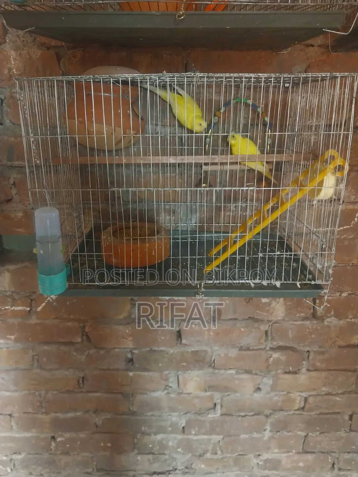Budgie (Yellow Pair)