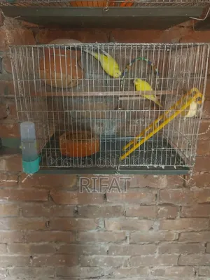 Budgie (Yellow Pair)