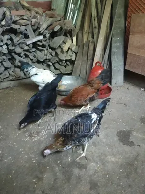 দেশি মুরগি