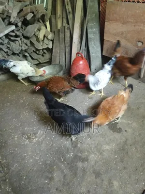 দেশি মুরগি